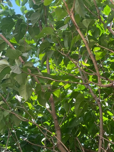 This image is a close-up, low-angle shot looking up into the branches and leaves of a tree, likely in the city of Cahul, Moldova. The leaves are a vibrant green and are densely packed, obscuring much of the sky, which appears bright blue. Sunlight filters through the leaves, creating dappled light and shadows. Several thin, brown branches crisscross the frame, supporting the foliage. No people or animals are visible in the image. The scene depicts a natural, outdoor environment, consistent with a park or residential area within a city.