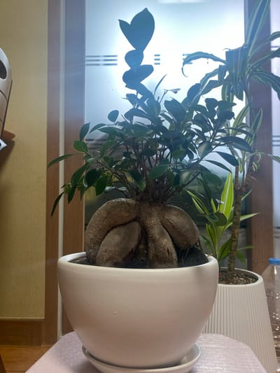 A close-up, eye-level shot shows a potted Ficus retusa bonsai tree with a prominent, gnarled root structure. The tree has dark green, glossy leaves and is housed in a white ceramic pot with a matching saucer. In the background, to the right, is another potted plant with variegated green and yellow leaves. Behind the plants, a window with horizontal blinds lets in bright light, creating a silhouette effect. The wall to the left of the window is textured in a light yellow hue, and a wooden door frame is visible. The scene appears to be indoors, likely in a residential setting in Yangsan-si, South Korea, given the context.