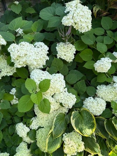 This is a close-up, eye-level, full-frame shot of a lush garden in Залесье Снт, Russia, dominated by large clusters of white hydrangeas and broad, variegated hosta leaves. The hydrangeas are in full bloom, with numerous small white florets forming rounded, voluminous heads. Some of the hydrangea blooms are tinged with a very pale green, suggesting they are either beginning to bloom or fading. The hosta leaves are large and ovate, with prominent veins and a striking variegation of deep green in the center and a creamy yellow or light green margin. A few slender, purplish flower spikes, possibly from a different plant, are visible interspersed among the hydrangeas. The background is a dense tapestry of green hydrangea leaves, some of which appear darker and less vibrant than the hosta leaves. There are no people or animals visible in the image, and no discernible actions or interactions are taking place. The lighting appears to be natural daylight, casting soft shadows that highlight the textures of the foliage and flowers. The overall impression is one of abundant, natural growth and verdant greenery.
