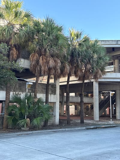 Palm trees line a building's facade, their trunks rising between concrete structural elements. Behind, a staircase is visible. The scene features a clear blue sky above the trees. A sidewalk runs alongside the structure.