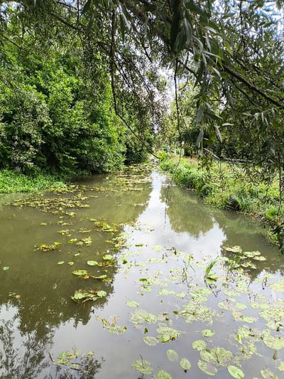 The image depicts a tranquil section of a waterway, likely a canal or small river, situated in Wolfisheim, France. The water, appearing greenish-brown, is partially covered by numerous green lily pads and other floating vegetation. Reflections of the sky, clouds, and surrounding trees are visible on the water's surface, particularly on the right side. Both banks are densely overgrown with lush green foliage, including tall trees, bushes, and various types of grass. Overhanging branches with green leaves are visible in the foreground, framing the top and right sides of the image. The scene is devoid of human presence or any discernible man-made structures beyond what appears to be a natural or managed water channel.