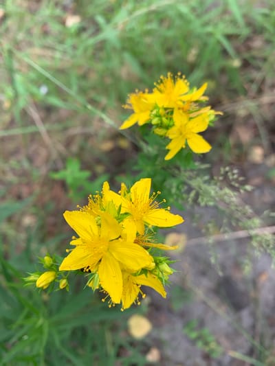 Two clusters of bright yellow flowers are in focus against a blurred background of green grass and brown soil. The flowers have five petals and prominent yellow stamens. The cluster in the foreground is larger and appears more detailed, with several buds also visible. The background suggests an outdoor environment, possibly a field or meadow. There are no people or animals present. The image was taken in Hostomel, Ukraine.