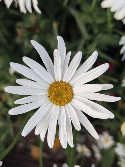 A close-up, vertically oriented, eye-level photograph depicts a single white daisy with a yellow center. The daisy is in sharp focus, occupying the majority of the frame, with its white petals radiating outwards. The background consists of blurred green foliage, with hints of red and darker brown soil visible. The lighting suggests it is daytime, and the image appears to have been taken outdoors, likely in a garden or natural setting, potentially in the city of Semiletka, Russia, given the context of the prompt. No people are present in the image.