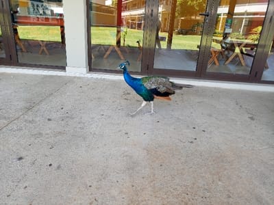 The image shows a peacock walking on a concrete patio outside a building. The peacock has blue and green feathers, with a white and orange breast. The patio is in front of a building with glass doors. The doors reflect a view of a lawn with trees and some tables and chairs. The location of the image is at the coordinates -25.945, 32.616, which is in the city of Maputo, Mozambique. The patio is empty except for the peacock. The peacock is walking towards the right of the image. The sky is not visible in the image.