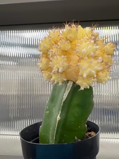 This media file contains a close-up, vertically oriented image of a grafted cactus. The top portion of the cactus is a bright yellow, globular plant, possibly a Moon Cactus (Gymnocalycium mihanovichii). This yellow graft is covered in small, spiky brown spines and white tufts. It is attached to the green stem of another cactus, which appears to be a dragon fruit cactus (Hylocereus species), characterized by its broad, flattened stem with light green coloration and sparse white spines. The cactus is potted in a black plastic container, the rim of which is visible on the right side of the frame.
The background consists of a window with horizontal blinds, which are illuminated, suggesting daytime. The light filtering through the blinds creates a striped pattern of light and shadow on the cactus and in the environment. The overall setting appears to be indoors, near a window. There are no people visible in the image. The image is focused on the cactus itself, highlighting its textures and colors. No text is visible. The presence of blinds and the quality of light suggest an indoor environment in the United States of America.