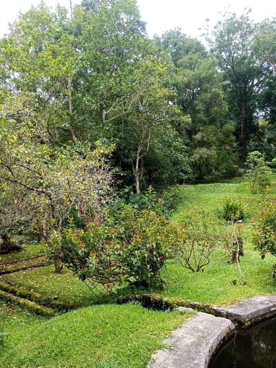 A verdant landscape unfolds with lush green grass and trees. Varying heights and densities of trees form a layered backdrop. A small pond, bordered by a concrete edge, sits in the foreground. Low-lying shrubs with hints of red foliage dot the scene. Moss-covered stone features are partially obscured by the greenery, adding texture and suggesting an organized garden space. The overall impression is a tranquil, natural environment.