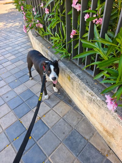 A black and white pit bull dog is standing on a tiled sidewalk next to a concrete barrier. The dog is on a black leash with yellow lettering that reads "XTRM". Pink oleander flowers and green leaves are growing along a black metal fence behind the dog and barrier. The scene appears to be outdoors in a city environment, likely Picassent, Spain, given the context of previous images in this dataset. The lighting suggests it is daytime, possibly late afternoon due to the angle of the shadows.