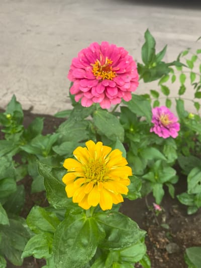 The image shows a close-up of a patch of vibrant zinnias with a blurred background. In the foreground, a bright yellow zinnia bloom is centered, its petals fully open and revealing a detailed yellow center. Behind it and slightly to the left, a large, fuchsia-colored zinnia stands prominently, also with its petals fully unfurled. To the right and further back, a smaller, purplish-pink zinnia is visible, appearing less open than the other two. The flowers are surrounded by lush green foliage, with some leaves showing a slight sheen, suggesting they might be dewy or wet. The ground beneath the plants is a dark, earthy tone. The background consists of a light-colored, textured surface, possibly a wall or pavement, which is out of focus. The lighting suggests it is daytime, with natural light illuminating the flowers and plants. The overall impression is one of a bright and cheerful garden scene, with the focus on the vivid colors and intricate details of the zinnia flowers. No people or text are visible in the image. The provided location context is Taldykorgan, Kazakhstan.