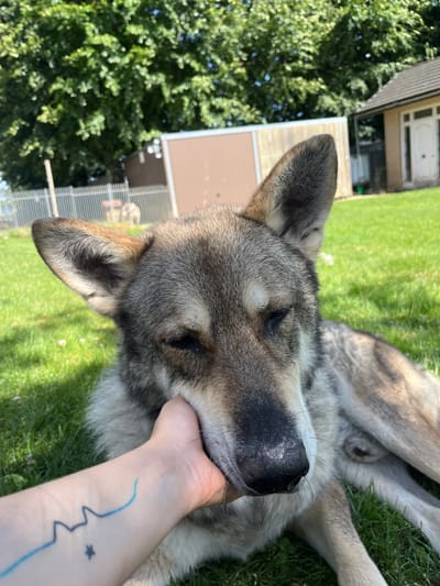 A close-up shot shows a dog's face being petted by a person's hand in a grassy outdoor area. The dog, with its eyes partially closed, has gray and brown fur and pointed ears. The hand, with a blue line tattoo and a small star tattoo, is gently touching the dog's cheek. In the background, a tree provides shade, and a building with a white door and windows is visible. A fence separates the yard from other areas. The setting appears to be a backyard in the city of Amel, Belgium, during the daytime.