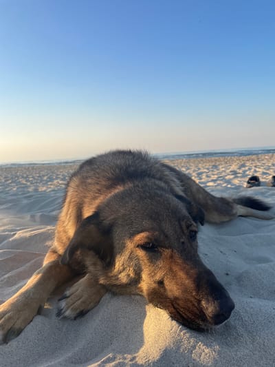 A medium shot photograph captures a dog lying on a sandy beach, its head resting in the foreground. The dog's fur is a mix of brown and tan, and its eyes are partially closed. The background shows the ocean and a clear blue sky. A pair of dark-colored sandals are visible in the distance on the sand. The lighting suggests it is either sunrise or sunset, casting a warm glow on the dog. The location is described as a beach.