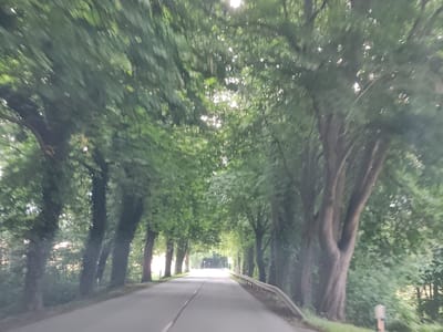 A road lined with mature trees creates a green tunnel effect. The road, paved with asphalt and marked with a white line, curves gently into the distance where it appears to open up to a brighter area. The trees on both sides of the road have thick, dark trunks and are covered in lush green foliage, forming a dense canopy overhead. Sunlight filters through the leaves, dappling the road with light and shadow. A metal guardrail runs along the right side of the road. In the background, the trees continue, suggesting a rural or park-like setting. The overall impression is one of a scenic drive through a verdant landscape. The specific location in Wangels, Germany, is not visually discernible from the image alone.