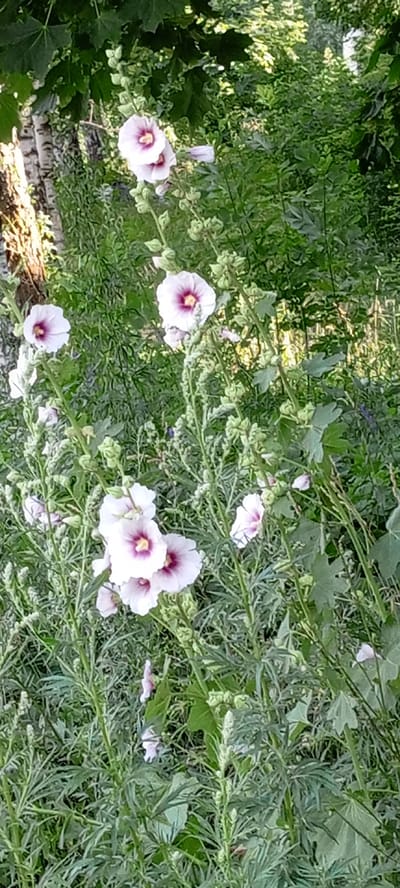 A close-up, vertical shot captures a cluster of light pink hollyhock flowers with deep purple centers, interspersed with numerous green buds and stems. The background is a dense tapestry of lush green foliage, with hints of sunlight filtering through, suggesting an outdoor setting. A portion of a white-barked tree trunk is visible on the left side of the frame, along with broad green leaves from another plant overhead. The image appears to be taken in the city of Kirsanov, Russia, likely in a garden or naturalized area given the presence of the hollyhocks and surrounding greenery.