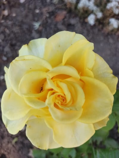 This is a close-up, top-down shot of a yellow rose in full bloom. The rose fills most of the frame, with its layered petals creating a spiral pattern towards the center. The petals are a bright yellow, with some slight variations in hue and the appearance of small dark spots on a few of them.
The background is out of focus, showing dark, earthy ground with scattered small pebbles or debris. To the left, there appears to be a patch of light-colored material that could be gravel or snow. On the right side of the frame, blurred green foliage suggests the rose is growing outdoors.
The lighting suggests it is daytime, and the focus on the flower implies a deliberate photographic subject. There are no people or text visible in the image. The setting appears to be a garden or natural outdoor environment. The overall mood is one of natural beauty and tranquility.