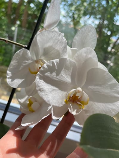 The image shows a close-up of white orchids with yellow centers, gently supported by a person's hand. The orchids are in focus, with their delicate petals catching the sunlight. In the background, a blurred view of green foliage and sunlight filtering through trees suggests an outdoor or window setting, possibly in a garden or park. The overall impression is one of natural beauty and gentle human interaction with a delicate plant. The scene is not identifiable as being in Bayreuth, Germany, or any specific city.