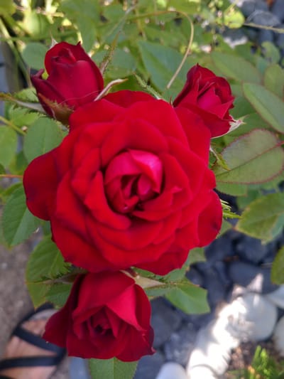 The image is a close-up, high-angle shot of several red roses and green leaves against a blurred background of dark pebbles and white stones. A person's foot, wearing a black sandal, is visible in the lower left corner. The roses are in various stages of bloom, with some fully open and others as buds. The lighting suggests it is daytime, possibly late morning or early afternoon, with sunlight creating highlights on the petals and leaves. The scene appears to be a garden setting, likely outdoors in a residential or public area within the city of Άγιος Νεκτάριος, Greece, given the mention of the location.
