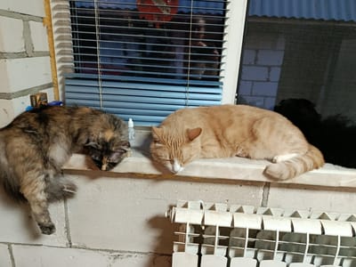 Two cats are sleeping on a windowsill in Novozybkov, Russia. One is a long-haired calico cat with patches of brown, black, and orange. The other is a ginger tabby cat with white paws and chest. Both cats are resting comfortably, with their eyes closed.
The windowsill is made of a light-colored material and is positioned in front of a window with blue blinds. Through the blinds, reflections of people and an orange object, possibly a lantern, are visible. A white plastic radiator is located beneath the windowsill. The wall to the left of the window is constructed of white bricks, and to the right, there is a black mesh screen, suggesting an insect screen on the window. A small white bottle is placed near the calico cat.
The overall scene appears to be indoors, possibly in a home or a building under construction due to the visible brickwork. The lighting suggests it is either evening or a dimly lit day. The cats appear peaceful and relaxed. There is text visible on a small box on the windowsill to the left, which includes the word "ULTIMA" and "HQI."