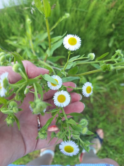 The image shows a close-up, outdoor shot of a hand holding a cluster of small white daisies with yellow centers. The hand is holding the stems of the flowers, with some of the flowers in focus and others blurred. The background is a blur of green foliage, suggesting a natural, grassy environment. There are other daisies and unopened buds visible on the stems. A ring is visible on one of the fingers of the hand. The lighting suggests it is daytime. The general setting appears to be a field or garden area.
