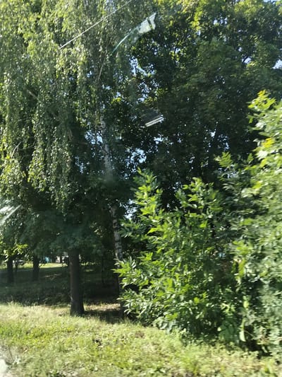 The image depicts a sunlit scene of trees and grass, likely in an outdoor setting within the city of Myrhorod, Ukraine. The foreground features lush green grass with patches of sunlight filtering through. In the midground, several trees with dense green foliage dominate the scene, with one prominent birch tree visible. The background is filled with more trees and what appears to be a hint of blue sky. The overall impression is of a natural landscape, possibly a park or a residential area with significant greenery. There are no people or specific objects that would indicate a particular event or activity. The image appears to have been taken from a moving vehicle, as evidenced by the motion blur present in some parts of the foliage.