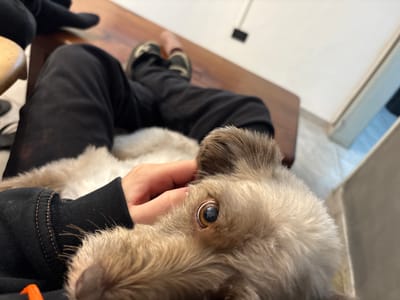 A person is sitting on a chair, with a dog resting on their lap. The person is wearing black pants and black shoes with beige accents. The dog is light brown, with its head close to the camera. A hand is gently touching the dog's ear. A wooden surface is visible behind the person's legs. The location cannot be determined from this image.