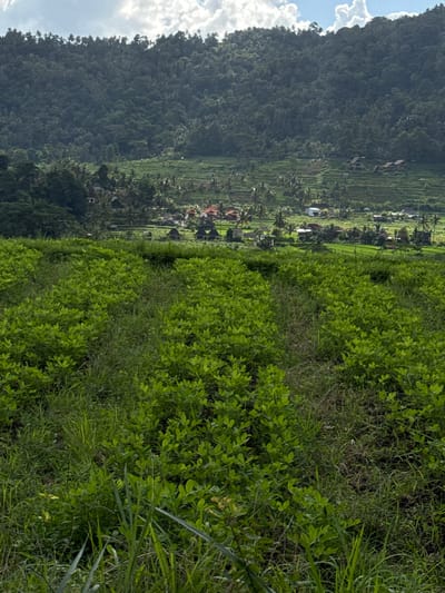 A vertical, eye-level, medium shot captures a lush green landscape in Sidemen, Indonesia. The foreground is dominated by a dense field of bright green foliage, likely young crops, interspersed with taller blades of grass. This vibrant greenery extends into the mid-ground, where it transitions into terraced rice paddies. In the distance, nestled amongst the rice terraces and palm trees, are scattered houses with red roofs. The background is a dramatic, tree-covered mountain range, its slopes shrouded in deep green. The sky above is a mixture of bright blue with scattered white clouds. The overall impression is one of a thriving agricultural community set against a stunning natural backdrop.