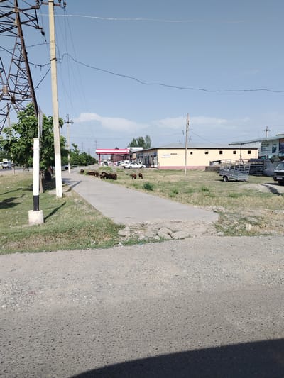 The image depicts a street scene in Shahrisabz City, Uzbekistan, under a clear blue sky. In the foreground, a gravel and asphalt road occupies the bottom portion of the frame. A concrete pathway runs diagonally from the bottom left to the middle right of the image, bordered by dry grass and some weeds. A herd of dark-colored sheep are scattered along this pathway and the adjacent grassy area, with some grazing and others standing.

In the middle ground, several buildings are visible. To the left, a red and white structure resembling a gas station canopy with pumps is present. Further to the right, a long, light-yellow, single-story building with a dark roof and numerous windows runs horizontally. Adjacent to this building, a silver trailer with a metal cage is parked on the grass. More buildings with awnings and signage are seen in the background.

Several utility poles and power lines traverse the scene, with a prominent lattice metal tower on the far left. Trees with green foliage are scattered throughout the middle and background. Various vehicles, including cars and a van, are parked or moving in the distance, some near the gas station and others along the road. The overall impression is of a semi-urban or suburban environment on a sunny day.