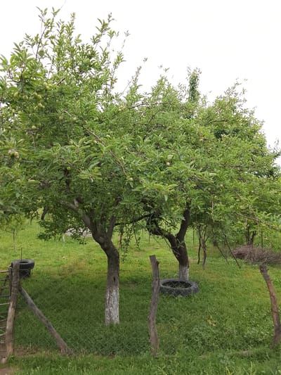 This image depicts an outdoor scene in the city of Kara-Alma, Kyrgyzstan. The primary focus is on two mature fruit trees, likely apple trees, laden with green fruit. The trees are set against a backdrop of a cloudy, overcast sky. In the foreground, a chain-link fence runs horizontally across the frame, supported by wooden posts. To the left of the fence, a weathered wooden structure with diagonal supports is visible, topped with a black tire. Another black tire rests on the grass behind the fence. The ground is covered in lush green grass, with patches of fallen leaves and some scattered debris. A pile of branches and twigs is visible to the right, behind the trees. The overall impression is one of a rural or semi-rural setting.