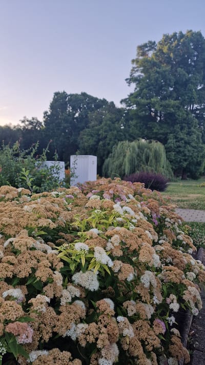 A low-angle shot captures a dense cluster of blooming shrubs in the foreground, their white and tan flowers creating a textured mass. In the middle ground, two identical white structures with circular openings stand amongst greenery. Further back, a large, weeping willow tree dominates the scene, its branches cascading downwards. Behind the willow, a dense wall of trees forms the backdrop. The sky above is a pale, hazy blue. The scene appears to be a public park or garden area in Keszthely, Hungary, possibly near the Festetics Palace, given the presence of ornamental landscaping and structures that might be part of the palace grounds or associated facilities. The lighting suggests it is either early morning or late evening.