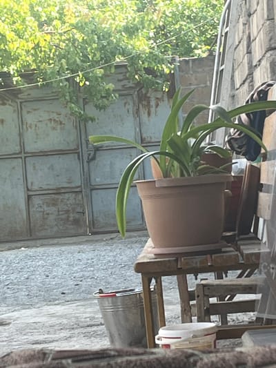 This image captures a scene in Jrarbi, Armenia, likely an outdoor courtyard or backyard. In the foreground, a large, light brown plastic pot holds a plant with long, green, arching leaves. The pot rests on a weathered wooden table. To the right, part of a wooden chair is visible. Behind the table, a stone wall made of rough-hewn grey blocks is prominent, with a section of a metal ladder leaning against it. Further back, a large, distressed, grey metal gate with visible paneling dominates the left side of the frame, partially obscured by lush green foliage hanging from above. The ground in the foreground and midground appears to be covered in gravel. A silver metal bucket with a red rim sits on the ground to the left, and a white plastic bucket with red accents is visible in the lower right corner. The overall impression is one of a slightly neglected, rustic outdoor space.