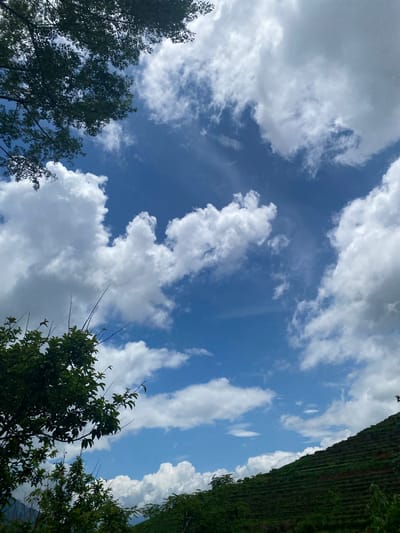 The image displays a vibrant natural landscape in Dế Xu Phình, Vietnam, under a bright blue sky. Numerous white cumulus clouds of varying sizes are scattered across the sky. Dark green foliage from trees and bushes frames the upper left and lower left portions of the image, with several slender branches extending upwards from the lower vegetation. On the right side of the frame, a steep hillside is prominently featured, characterized by uniformly dark green agricultural terraces that ascend from the mid-right towards the upper right horizon. No human subjects, animals, or artificial structures are visible within the scene.