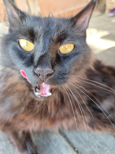 A close-up, slightly blurred, eye-level shot shows a black cat with bright yellow eyes and a pink tongue sticking out. The cat is facing the camera, its mouth open as if yawning or panting. Its whiskers are prominent and long. The background is out of focus but appears to be an outdoor setting with a textured surface, possibly concrete or stone, and a hint of a building or wall. The lighting suggests it is daytime. The image does not contain any information about the city of Novosisoevka, Russia.