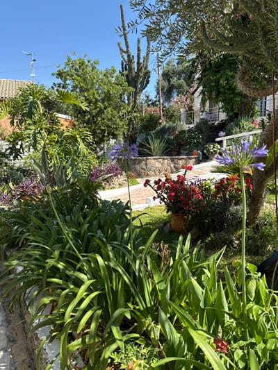 This is a vertical, outdoor, medium shot of a lush garden with a variety of plants, flowers, and some architectural elements. In the foreground, large, arching green leaves dominate the right side of the frame. Towards the middle, a cluster of small red flowers in a terracotta pot is visible, with a tall purple flower stalk extending upwards and to the left. Behind the flowers, a stone wall forms a retaining structure, and a paved walkway runs through the garden. Further back, the scene reveals more greenery, including trees and shrubs, with hints of a white building with multiple windows and balconies. The sky is clear and blue, suggesting a bright, sunny day. The overall impression is one of a vibrant, well-maintained garden, possibly in a Mediterranean setting given the foliage and architecture. There are no people or animals visible in the image, and no text is present. The time of day appears to be mid-morning or afternoon due to the strong sunlight and shadows. The location context is the Municipal Unit of Meliteieis, Greece.