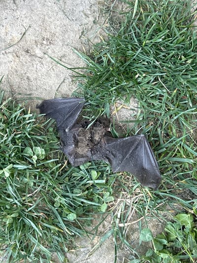 The image shows a dead bat lying on grass near a concrete surface. The bat has dark wings and brown fur. The location is unknown, not Brusen, Bulgaria. The environment consists of grass, weeds, and concrete. There are no people or interactions visible.