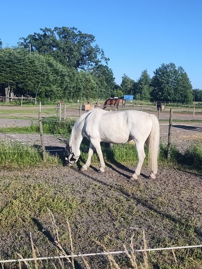 A white horse grazes in a field on a sunny day. The horse is in the foreground, with its head lowered to the ground, chewing on grass. The horse has a halter on its head, and its mane and tail are long and flowing. In the background, there are several other horses, as well as trees and a fence. The sky is blue and clear, suggesting good weather. The scene appears to be a rural setting, possibly a farm or a stable, given the presence of horses and fences. The overall impression is peaceful and serene. The time of day appears to be morning or late afternoon due to the long shadows cast by the horse and the overall lighting. There is no visible text in the image.