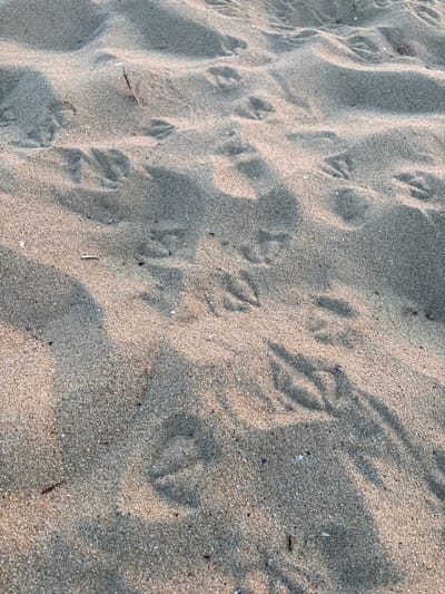 The image shows a close-up view of wet sand with distinct bird tracks. The tracks are clearly imprinted in the sand, indicating the presence of birds walking along the shoreline. The sand is a light tan color with small shell fragments and debris scattered throughout. The lighting suggests it is either early morning or late afternoon, with long shadows cast across the sand. The location is identified as the beach in Shkorpilovtsi, Bulgaria. There are no people or other animals visible in the frame.