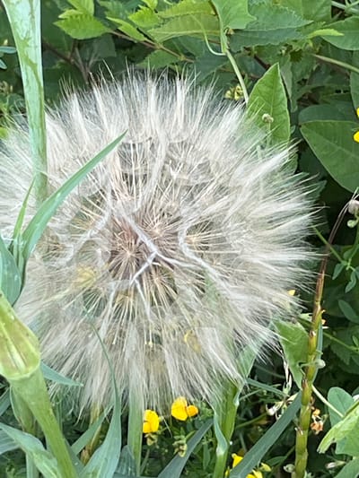A close-up, vertical shot captures a large, fluffy white seed head of a plant, possibly a dandelion or salsify, dominating the center of the frame. The seed head is surrounded by lush green foliage and stems, with a few small yellow wildflowers scattered throughout. The background is a blur of green leaves and stems, suggesting an outdoor natural setting. The lighting appears to be natural daylight. No people or animals are visible in the image. The scene is likely located in a garden or a natural area within Shyroka Dacha, Ukraine, given the context.