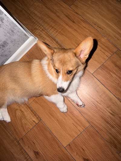 A brown and white corgi dog is lying on a wooden floor in Yablonovskiy, Russia. The dog is facing the right side of the image, with its head turned towards the viewer. Its ears are perked up, and its eyes are open. The dog's fur is a mix of light brown and white. The wooden floor is made of planks that are laid out in a diagonal pattern. In the upper left corner of the image, there is a white baseboard and a gray textured wall. The lighting in the image is dim, casting shadows on the floor.