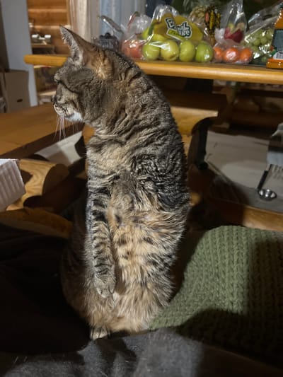 A tabby cat rests on a wooden chair covered with a green, knitted blanket. The cat is positioned near a table where bags of fruit, including apples and tangerines, are visible. The location is indicated as Ильинская Поляна Снт, Russia. The cat is curled up, appearing relaxed, with its paws tucked underneath its body. Part of a dark colored garment is visible on the right side of the image.