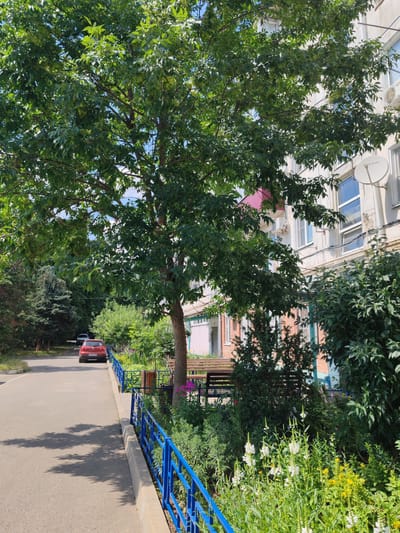 The image depicts a serene scene on a sunny day in Loris, Russia. A paved road curves to the left, bordered by a vibrant green lawn and a bright blue railing. A red car is parked on the road, facing away from the viewer. In the foreground, a lush garden bursts with white and yellow flowers, interspersed with green foliage. Behind the garden, a park bench offers a spot for rest. A large, leafy tree dominates the center of the frame, its branches reaching towards the building in the background. The building, a multi-story structure with windows and air conditioning units, appears to be residential or commercial. The overall atmosphere is peaceful and suggests a pleasant day outdoors. No people are visible in the image. The time of day appears to be midday, given the bright sunlight and clear shadows cast by the tree. The weather seems warm and fair.