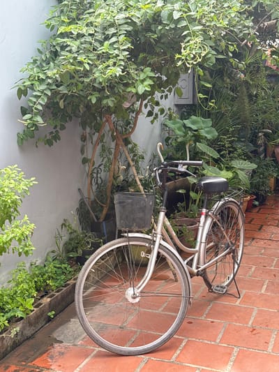 The image depicts a silver bicycle parked on a reddish-orange brick patio in Battambang, Cambodia. The bicycle has a black basket attached to the handlebars and a black seat. It is positioned in front of a light gray wall, which is partially covered by dense green foliage. Various potted plants, including some with large, lush leaves and others with smaller, more delicate foliage, surround the bicycle and extend into the background. In the upper left quadrant of the image, a window-like fixture is visible on the wall. The brick patio appears to be slightly damp, suggesting recent rain. The scene is an outdoor setting, likely a courtyard or garden area, characteristic of residential areas in Battambang. There are no people or animals visible in the image.