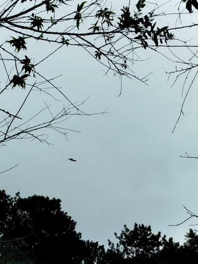 This is a medium shot, outdoor, low-angle, silhouette photograph taken against a hazy, overcast sky. The foreground is dominated by the dark, leafless branches of a tree extending into the frame from the top and left. In the upper portion of the image, some dark leaves are visible on the branches. In the lower portion of the image, the dark silhouettes of pine trees form a dense canopy. A small, dark bird is captured in mid-flight in the center-left of the frame. The sky is a uniform, pale grey, suggesting either dawn, dusk, or a heavily clouded day. There are no people or man-made structures directly visible. The scene appears to be in a natural or semi-natural environment, likely a park or forested area, and given the mention of Trường An, Vietnam, it could depict a landscape within or near that city.