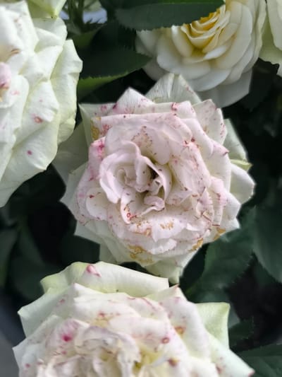 The image shows a close-up of several white roses with pink speckles. The roses are in bloom, with layers of petals forming a central spiral. Some of the petals appear slightly bruised or discolored, with small brown and pink spots. Dark green leaves are visible in the background, providing a contrast to the pale color of the flowers. The lighting suggests an outdoor setting, possibly in a garden or park. The image does not provide any information about the city of Dillingen an der Donau, Germany.