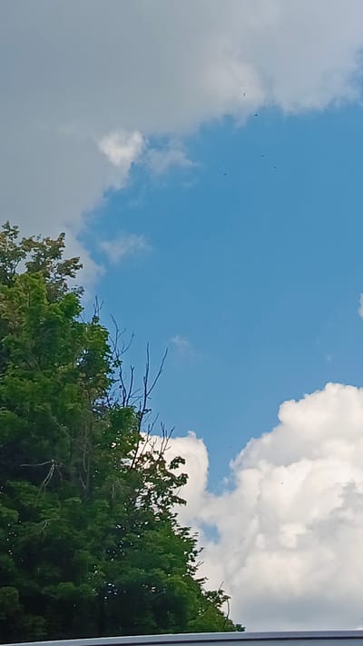 The image shows a view of the sky from below, with a large portion of lush green trees on the left side. The sky is a vibrant blue, with scattered white clouds. Some of the clouds are large and puffy, while others are wispy and thin. A few small, dark birds are visible flying in the sky. The trees are dense and leafy, with some bare branches also visible. The overall impression is a serene outdoor scene, likely taken on a clear day. The image does not provide any specific details about the city of Zvenigorod, Russia, or any identifiable landmarks that would indicate its location.