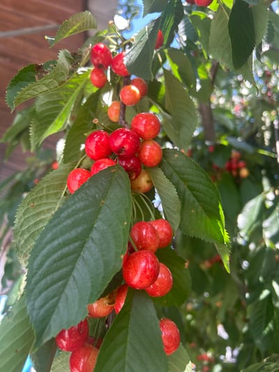 This is a close-up, eye-level, vertical, outdoor shot of a branch of cherries on a tree. The cherries are a vibrant red and are clustered together, some with stems still attached. Large, green leaves surround the cherries, some partially obscuring them. The background is a blur of green leaves, red cherries, and bright sunlight, suggesting a sunny day. The image appears to be taken in Puhoi, Moldova, based on the provided context.