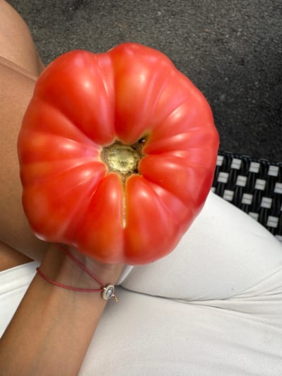 A large, ribbed, red heirloom tomato, approximately 15-20 cm in diameter, is held by a person's right hand and rests on their upper thighs. The tomato exhibits deep fluting and a prominent, slightly discolored stem scar with a pale green-yellow center. The person's bare skin is visible on the upper left thigh, contrasting with a white garment, likely trousers or shorts, on the right thigh. A thin red string bracelet with a small, circular, gold-toned charm featuring a clear central element is worn on the person's right wrist. In the blurred background, a dark, granular surface is visible in the upper right quadrant, alongside a black and white woven pattern on the far right, consistent with outdoor seating. The scene is located in Mas'ade, Israel.