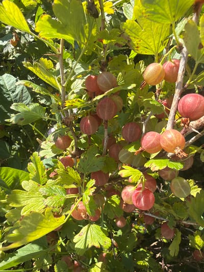 A close-up, eye-level, outdoor shot shows a gooseberry bush laden with ripe fruit in Jalguba, Russia. The berries are round to oval, varying in color from pale green and yellow to pink and deep red. They hang in clusters from thin, thorny branches, surrounded by green, lobed leaves, some of which show signs of browning or spotting. The lighting suggests a sunny day, with strong shadows and highlights on the leaves and berries. No people or animals are visible in the frame. The scene depicts a natural, overgrown setting, with other foliage visible in the background.