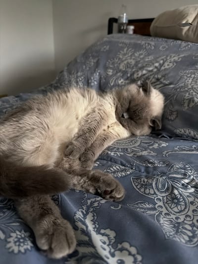 A fluffy grey and white cat is sleeping on a blue patterned bedspread. The cat is curled up on its side, with its paws tucked in. The sun is shining on the cat, casting a warm glow on its fur. The background is a blurred image of a wall and a headboard, with a few bottles on the headboard. The scene appears to be in a bedroom in a home in Ephrata, Pennsylvania, United States of America.
