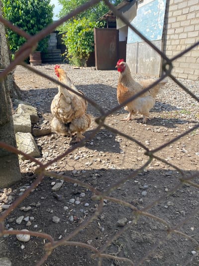 Two chickens are visible in a rural outdoor setting, partially obscured by a wire fence. The chicken on the left is facing away from the camera, while the chicken on the right faces the camera. The ground is covered with dirt and small stones, and there is vegetation in the background. A brick building is also visible to the right. The image appears to be taken during the day, with natural lighting. The scene is consistent with a farmyard or backyard in a rural area.