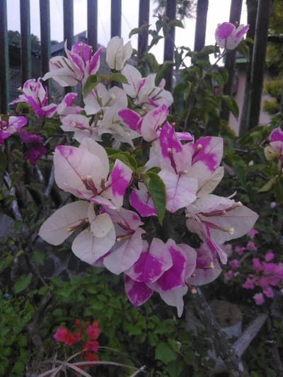 This image captures a close-up view of a variegated Bougainvillea plant in an outdoor environment in Tessenderlo-Ham, Belgium. The primary subject consists of numerous Bougainvillea blooms, characterized by bracts that are predominantly white or pale pink, prominently streaked and patched with vibrant fuchsia and magenta. Small, light-colored true flowers are visible at the center of several bracts, surrounded by green foliage. In the upper background, a dark, vertically-slatted fence or railing is visible against an overcast or bright sky. A grey, textured stone wall or foundation is partially present to the left of the main plant. The lower foreground includes additional green ground cover, with a small cluster of red-orange flowers in the lower-left quadrant and blurred pink-purple flowers in the lower-right. No individuals or animals are present, and no specific actions are depicted within the frame.
