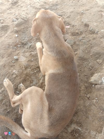 A tan-colored dog lies on a dirt and gravel surface. The dog is facing away from the camera, with its head turned slightly to the left. Its paws are splayed out. The ground is uneven and appears to be a dry, outdoor area. There are some small rocks and debris scattered on the ground. The lighting suggests it is daytime. The image does not contain any identifiable landmarks or structures that would indicate a specific location within El Cercado, Venezuela.