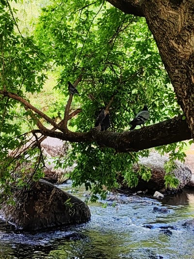 This media file is a vertical, eye-level, medium shot photograph of a natural scene with three pigeons perched on a tree branch that extends over a flowing stream. The setting is a lush, green forest.

The subjects are three pigeons, one on the left, another in the center, and one on the right. They are all facing in different directions, seemingly at rest. The tree branch they are on is thick and textured, with visible bark. The branch itself is covered in vibrant green leaves, with some dappled sunlight filtering through. Below the branch, a clear stream flows over dark, rounded rocks. Large, moss-covered boulders are visible on the bank of the stream. The background is a blur of green foliage, suggesting a dense forest.

The time of day appears to be daytime, given the sunlight. The weather seems pleasant and warm, suitable for the greenery. The location is implied to be Korosten, Ukraine. There is no text visible in the image. The overall mood is serene and peaceful, capturing a quiet moment in nature.